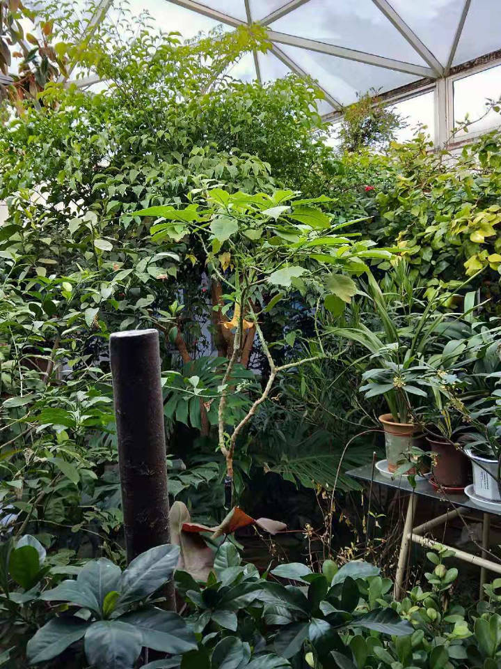 常金生家中庭一角，虽是寒冬，绿意盎然